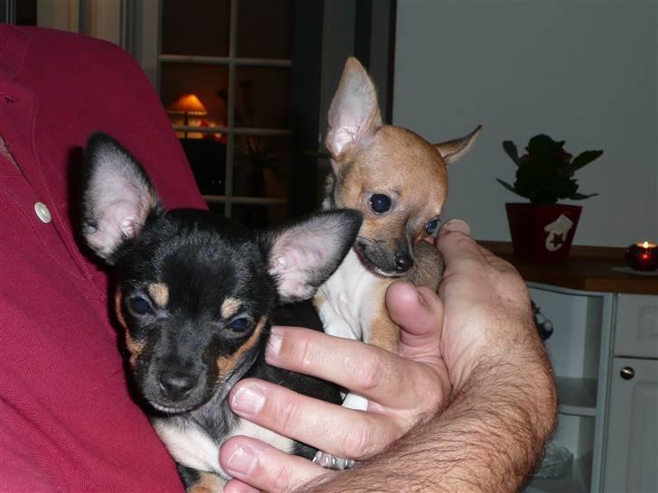 Chihuahua Buddy - Mig og min lillesøster Shika, der bor hos Ann-Sophie i Københanvn . billede 3
