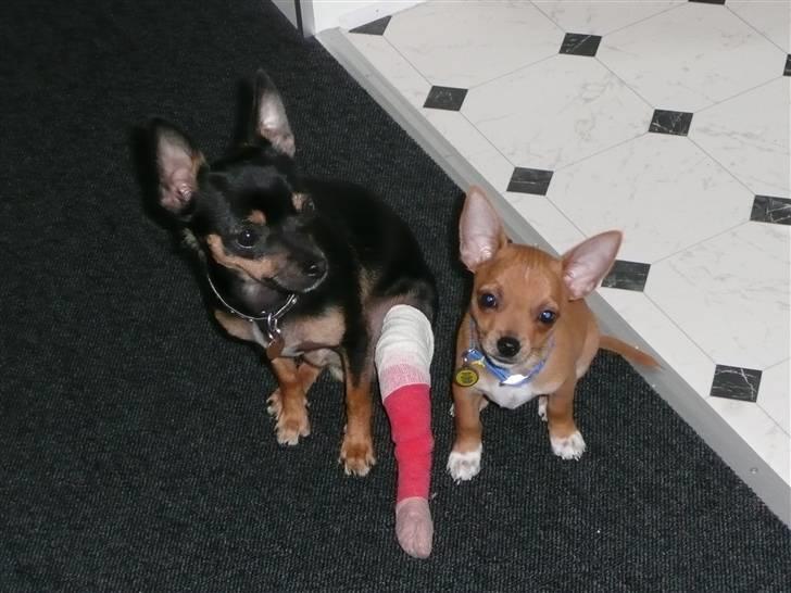 Chihuahua Buddy - Du vover at røre mit ømme ben Balder grrr. billede 4