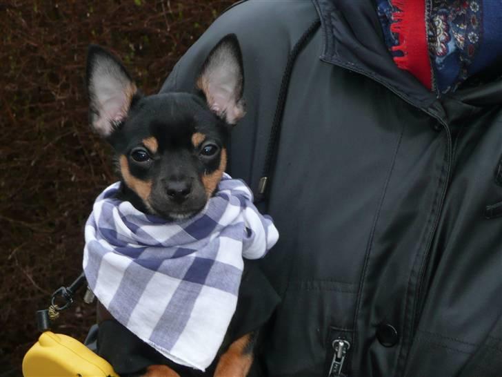 Chihuahua Buddy - Jeg har en lidt dårlig hals. billede 5