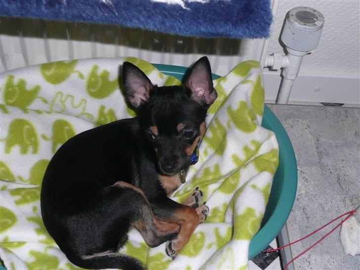 Chihuahua Buddy - Det er nu et herligt sted at ligge. billede 6