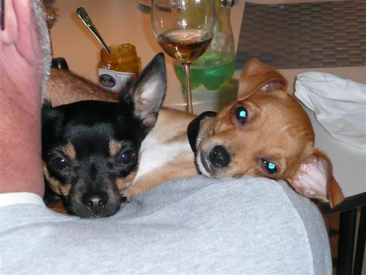 Chihuahua Buddy - Mig og min lillebror. billede 7