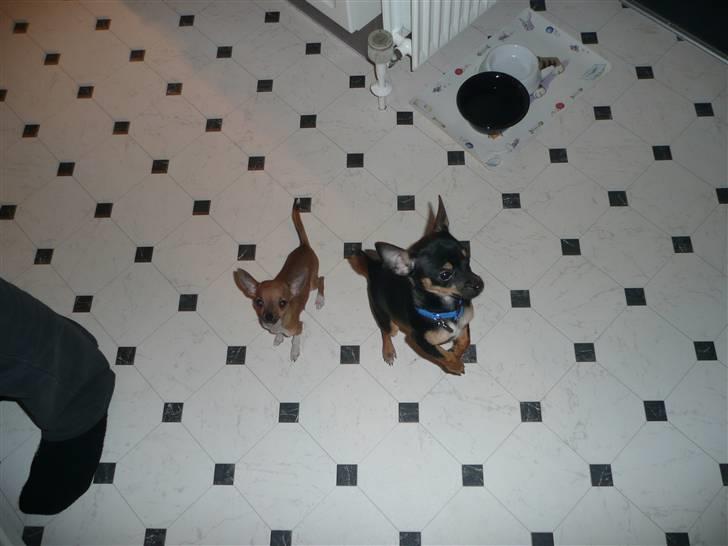 Chihuahua Buddy - Buddy og lillesøster Shika. Kæmpe forskel i størrelse. Men lillesøs har magten hæ. billede 8