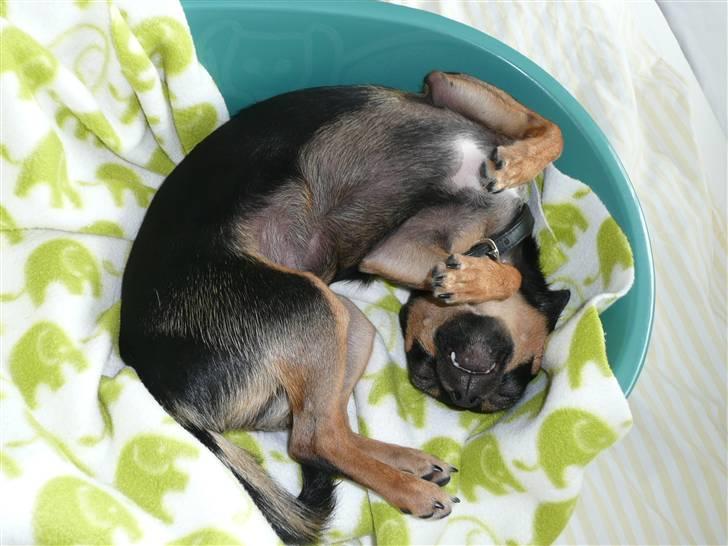 Chihuahua Buddy - Åh, klø mig lige lidt på maven hva´? billede 9