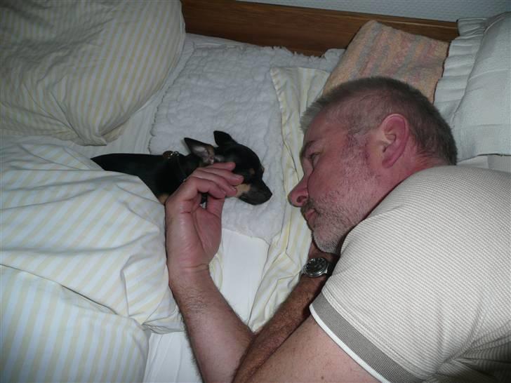 Chihuahua Buddy - Det er ægte kærlyhed. billede 10