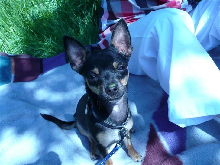 Chihuahua Buddy - Jeg er på skovtur og har fået grøn næse. billede 11