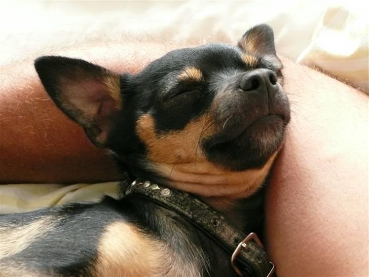 Chihuahua Buddy - Mmmmm, dejligt at ligge i arm, her hos Tarzan. billede 12