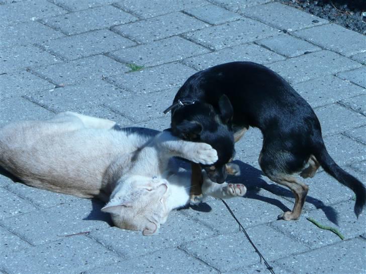 Chihuahua Buddy - Min bedste ven skal mules tit. billede 13