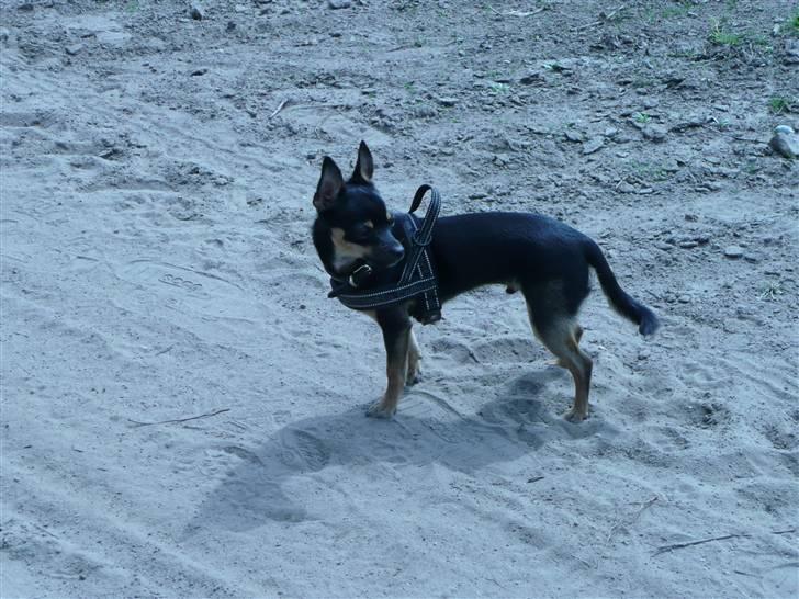 Chihuahua Buddy - Jeg kan ikke lide denne her nye sele. den er vist til en gallophest. billede 14