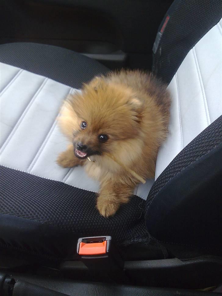 Pomeranian gismo - altid frisk billede 2