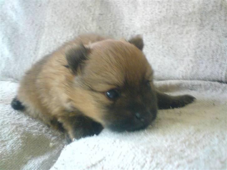 Pomeranian gismo - så lille har han også været billede 3