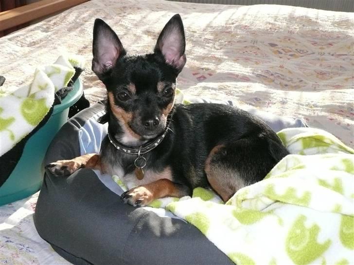Chihuahua Buddy - Ka´ I se min flotte ørestilling? billede 15