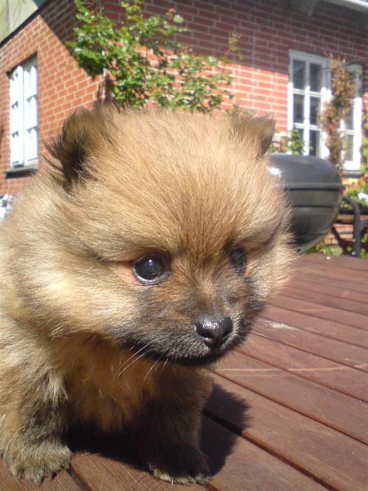 Pomeranian gismo - sød ikk? billede 4