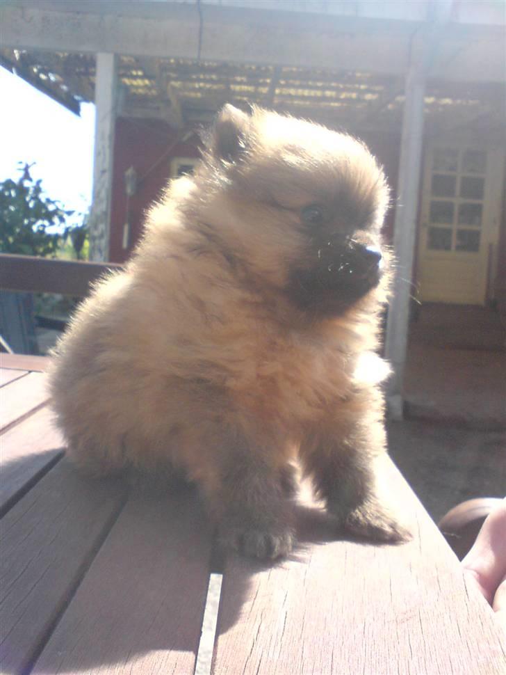Pomeranian gismo - opførre sig pent., måske billede 5