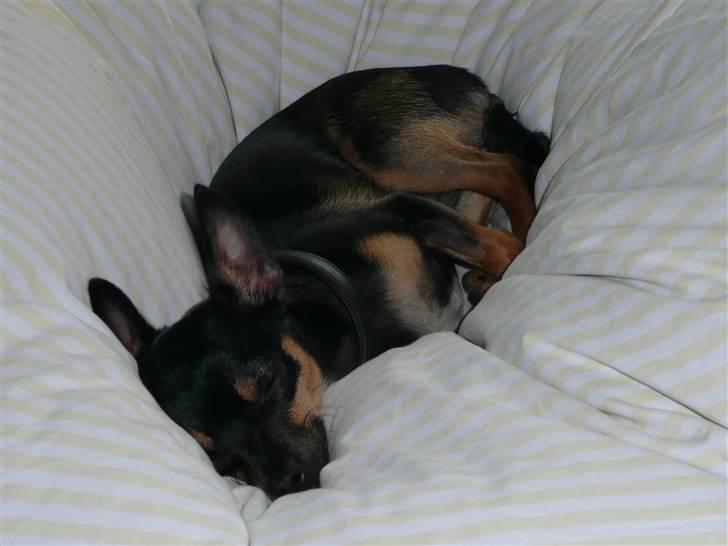 Chihuahua Buddy - Åh, det er skønt. Det er Søndag. billede 16