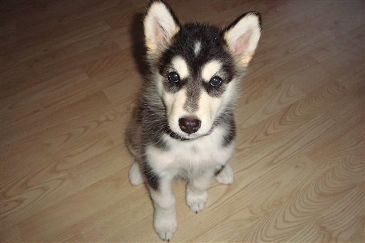 Alaskan malamute Tilde - 8 uger gammel.. og lige kommet hjem... kan allerede sit... men fik lidt hjælp  billede 1