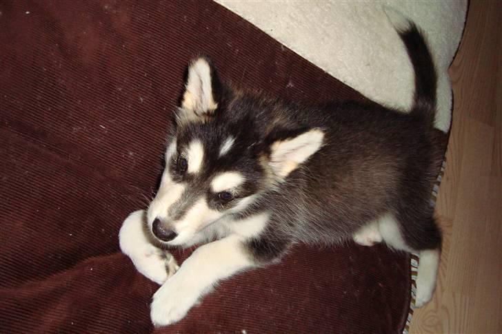 Alaskan malamute Tilde - Så blev min seng indviet... billede 2