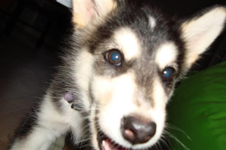 Alaskan malamute Tilde - Er der nogen derinde???? billede 3