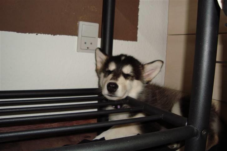 Alaskan malamute Tilde - Tager lige en lille lur.... billede 4