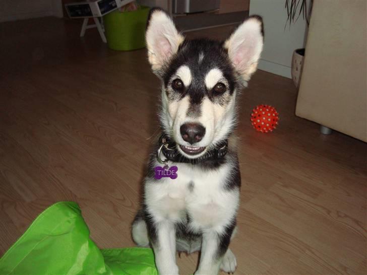 Alaskan malamute Tilde - 14 uger gammel... er ved et blive stor og stærk billede 5