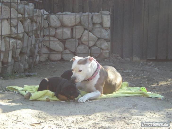 Amerikansk staffordshire terrier PIXIE billede 19