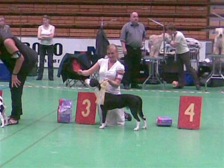 Amerikansk staffordshire terrier Black Storm Long Step RIP - Storm, BIS 3 Hvalp DTK Helsingør 16-08-2009 billede 16