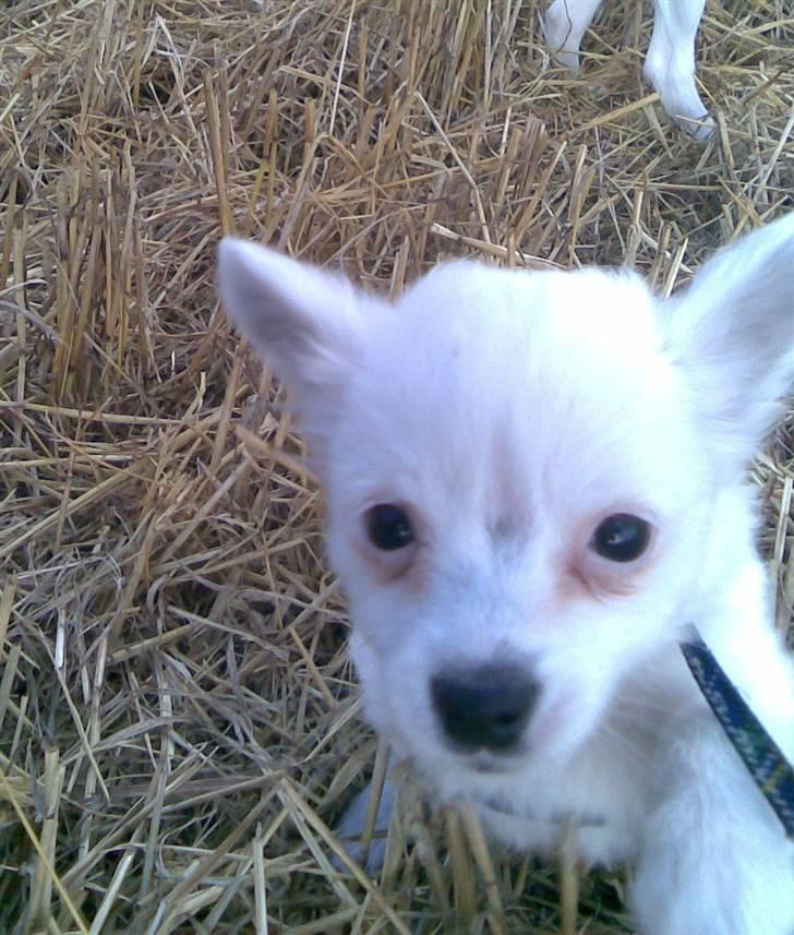 Blanding af racer Bella *solgt* - Hvad er det ? billede 1