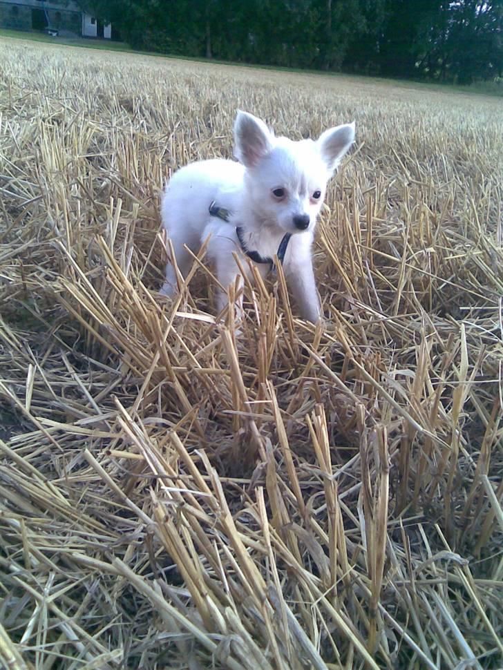 Blanding af racer Bella *solgt* - Tid til leg billede 2