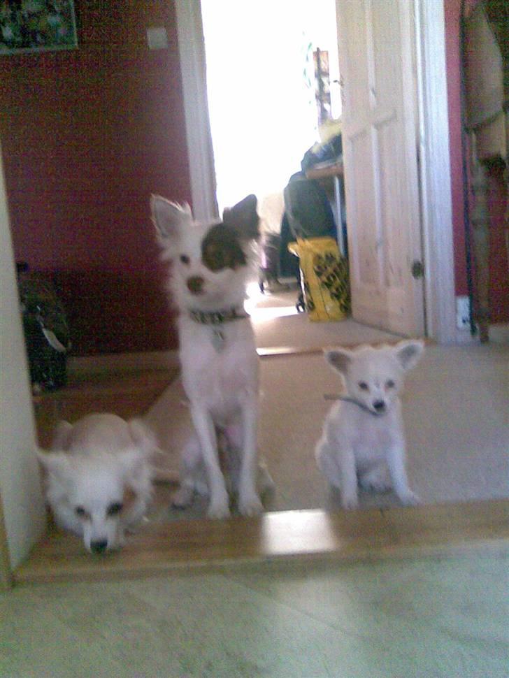 Blanding af racer Bella *solgt* - Venter på mad billede 3