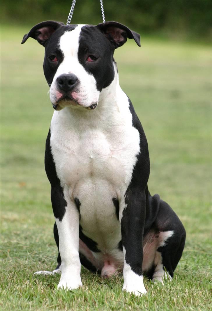 Amerikansk staffordshire terrier Black Storm Long Step RIP billede 17