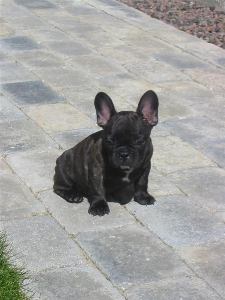 Fransk bulldog  A'la'Coccio's Æmito  billede 2