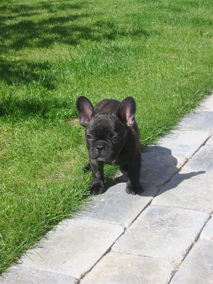 Fransk bulldog  A'la'Coccio's Æmito  billede 3