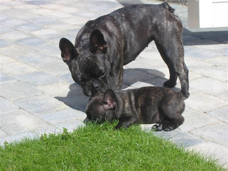 Fransk bulldog  A'la'Coccio's Æmito  - Mito og Bella billede 4