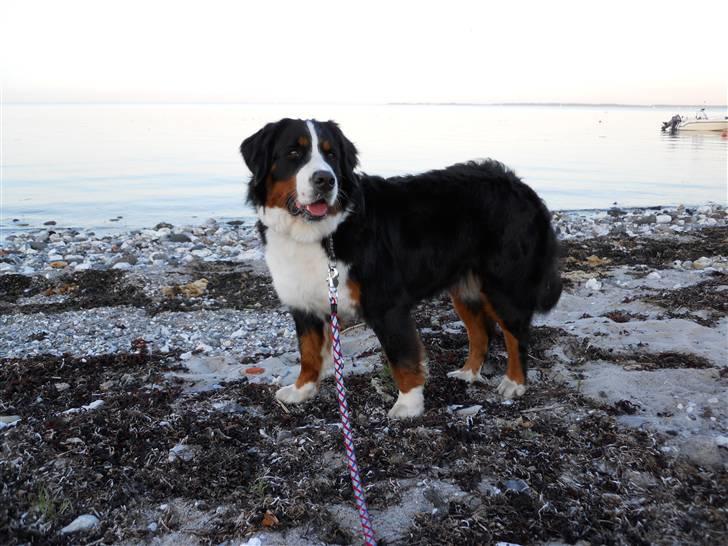 Berner sennenhund Bernerhøjens Hirse of Hon - Bøsøre 2010 Et af de sidste billeder af søde, kærlige Carla billede 19