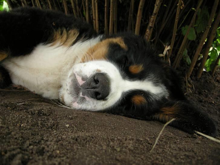 Berner sennenhund Bernerhøjens Hirse of Hon billede 20