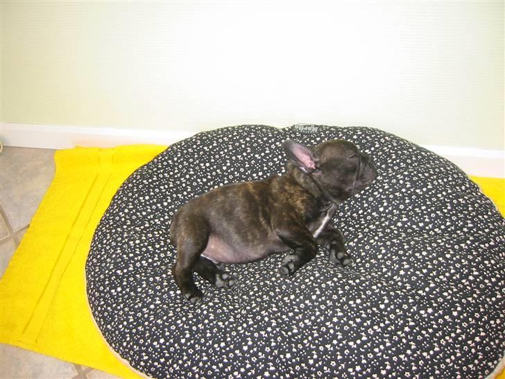 Fransk bulldog  A'la'Coccio's Æmito  billede 5