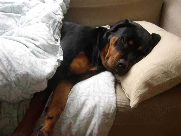 Rottweiler Liva billede 14
