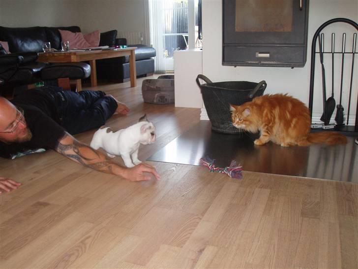 Fransk bulldog Fithian's Na'omiy (Wilma) - Jeg synes min nye storebror er rigtig sjov.. billede 4