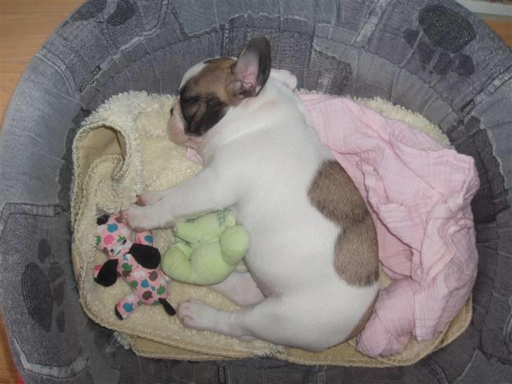 Fransk bulldog Fithian's Na'omiy (Wilma) - Jeg er glad for en lur i min kurv... billede 5