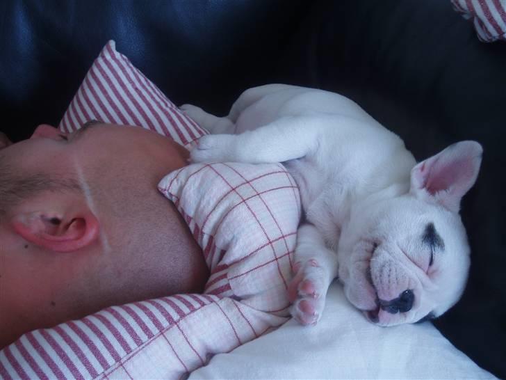 Fransk bulldog Fithian's Na'omiy (Wilma) - Og også bag far´s hovede... billede 6