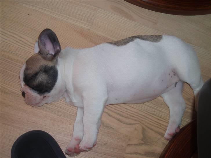 Fransk bulldog Fithian's Na'omiy (Wilma) - Og på gulvet...hehe... billede 7