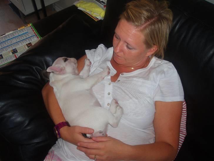 Fransk bulldog Fithian's Na'omiy (Wilma) - Skønt at putte med mor... billede 8