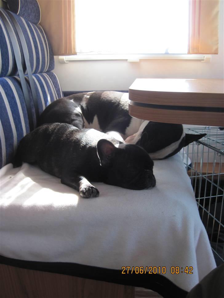 Bullterrier Jazz - Tar lige en slapper i autocamperen på vej til Kroatien... billede 16