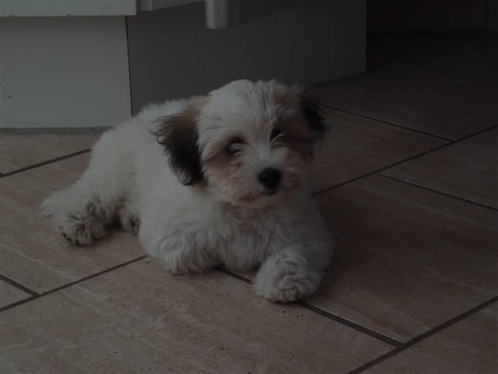 Coton de tulear Gucci - Smukke Gucci billede 1