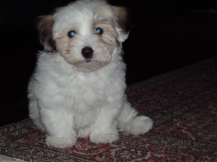 Coton de tulear Gucci - Er jeg ikke dejlig billede 2