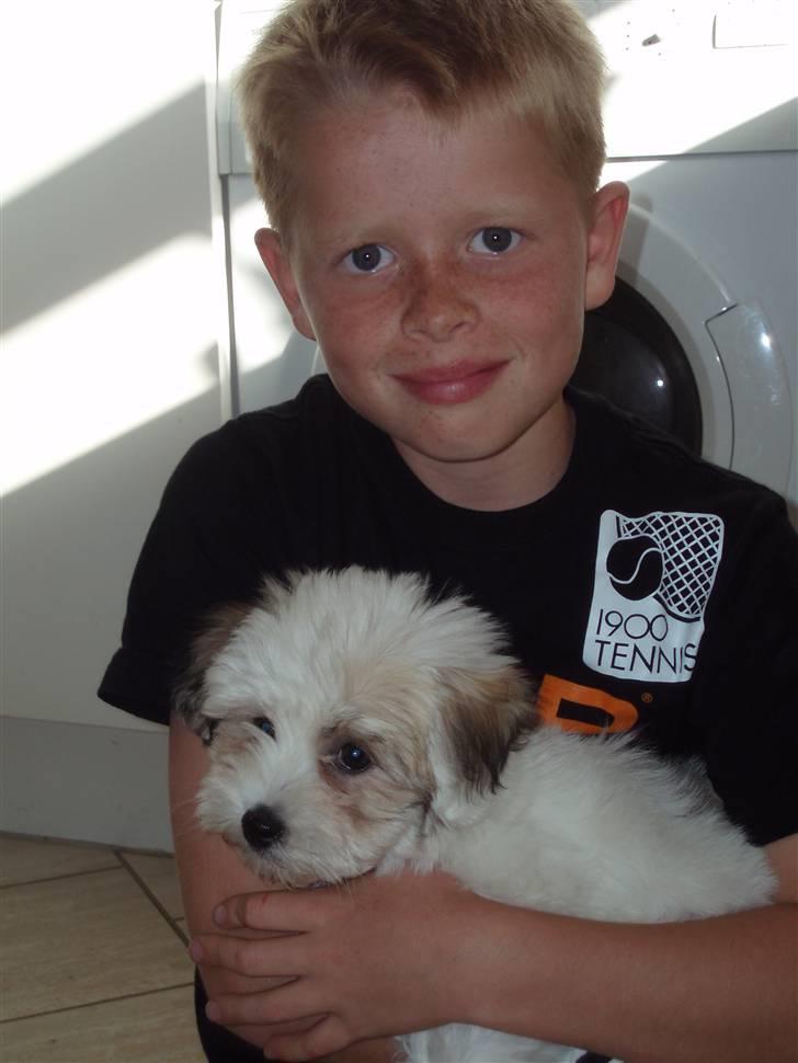 Coton de tulear Gucci - Mig og min hund billede 3