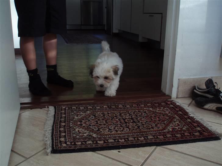 Coton de tulear Gucci - Gucci har været ude og gå tur billede 4