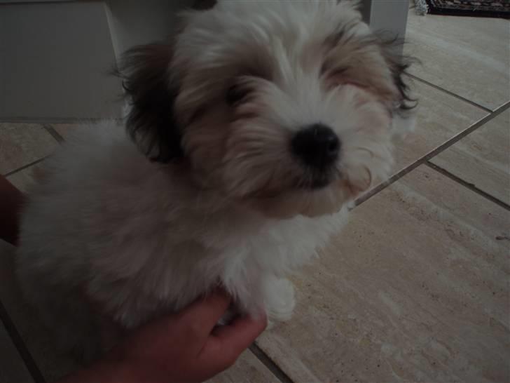 Coton de tulear Gucci - hej hej billede 5