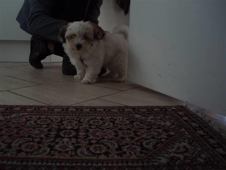 Coton de tulear Gucci - søde gucci billede 6