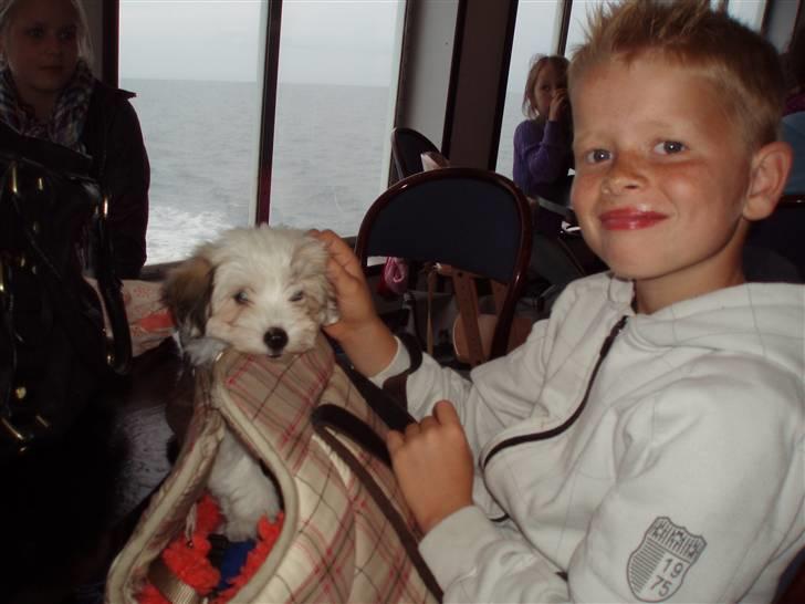 Coton de tulear Gucci - her er jeg på vej hjem fra samsø hvor jeg lige har hentet gucci billede 7