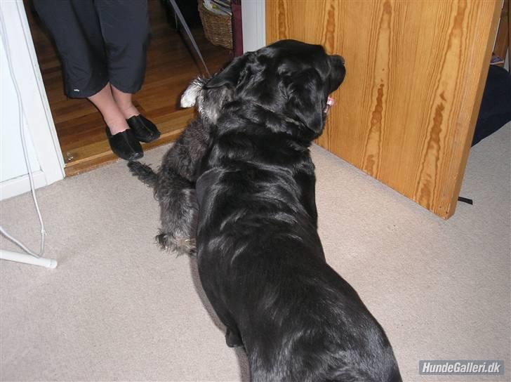 Blanding af racer Ronja R.I.P :( - tulle og ronja bedeste venner (tulles eks mor ;P ) billede 9